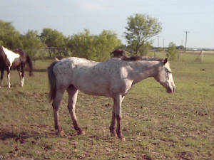 zoeypasture.jpg